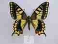 Papilio machaon (aberrant cold shock) 3 (Internet Image property of respective owner, non-commercial use only)